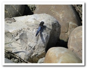 Foto 102 Gewone oeverlibel (man)