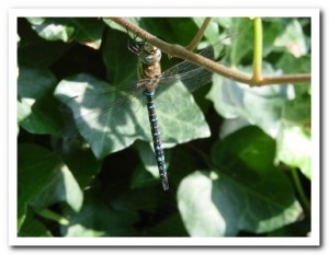 Foto 104 Paardenbijter (man)