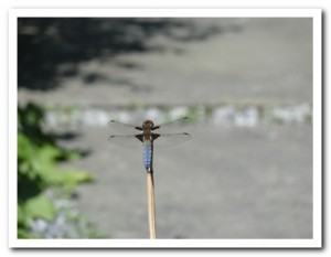 Foto 105 Platbuik (man)