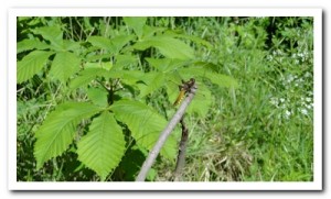 Foto 106 Platbuik (vrouw)