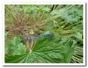 Foto 108 Azuurwaterjuffer (man)