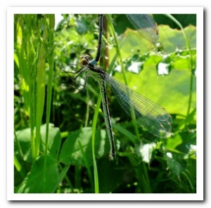 Foto 109 Grote roodoogjuffer (vrouw)