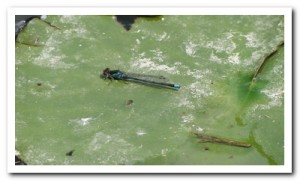 Foto 110 Grote roodoogjuffer (man)