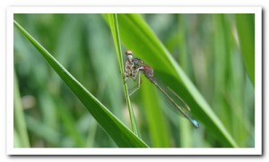 Foto 111 Lantaarntje (vrouw)