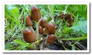 geelbruin plooirokje