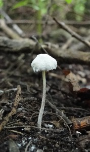 kleine poederparasol