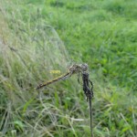 Steenrode heidelibel (v)