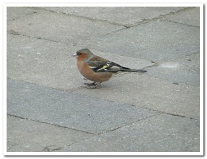 vink